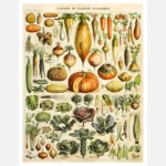Types of Vegetables Poster