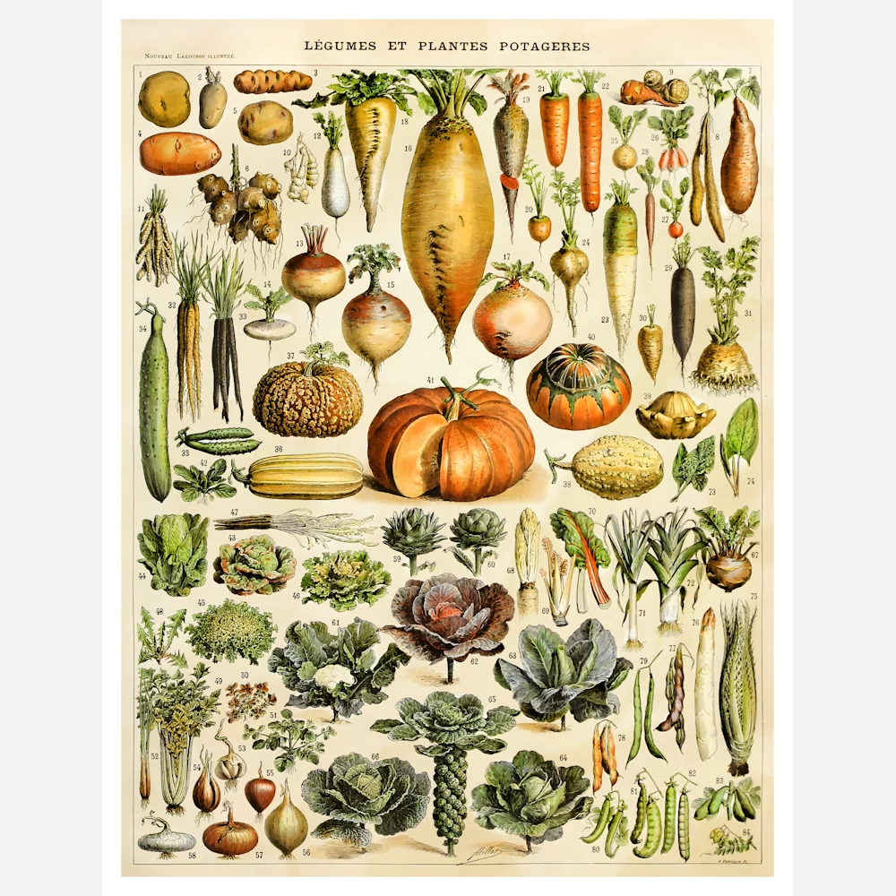 Types of Vegetables Poster
