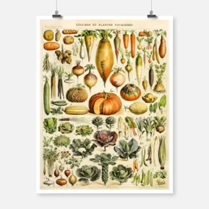 Types of Vegetables Poster
