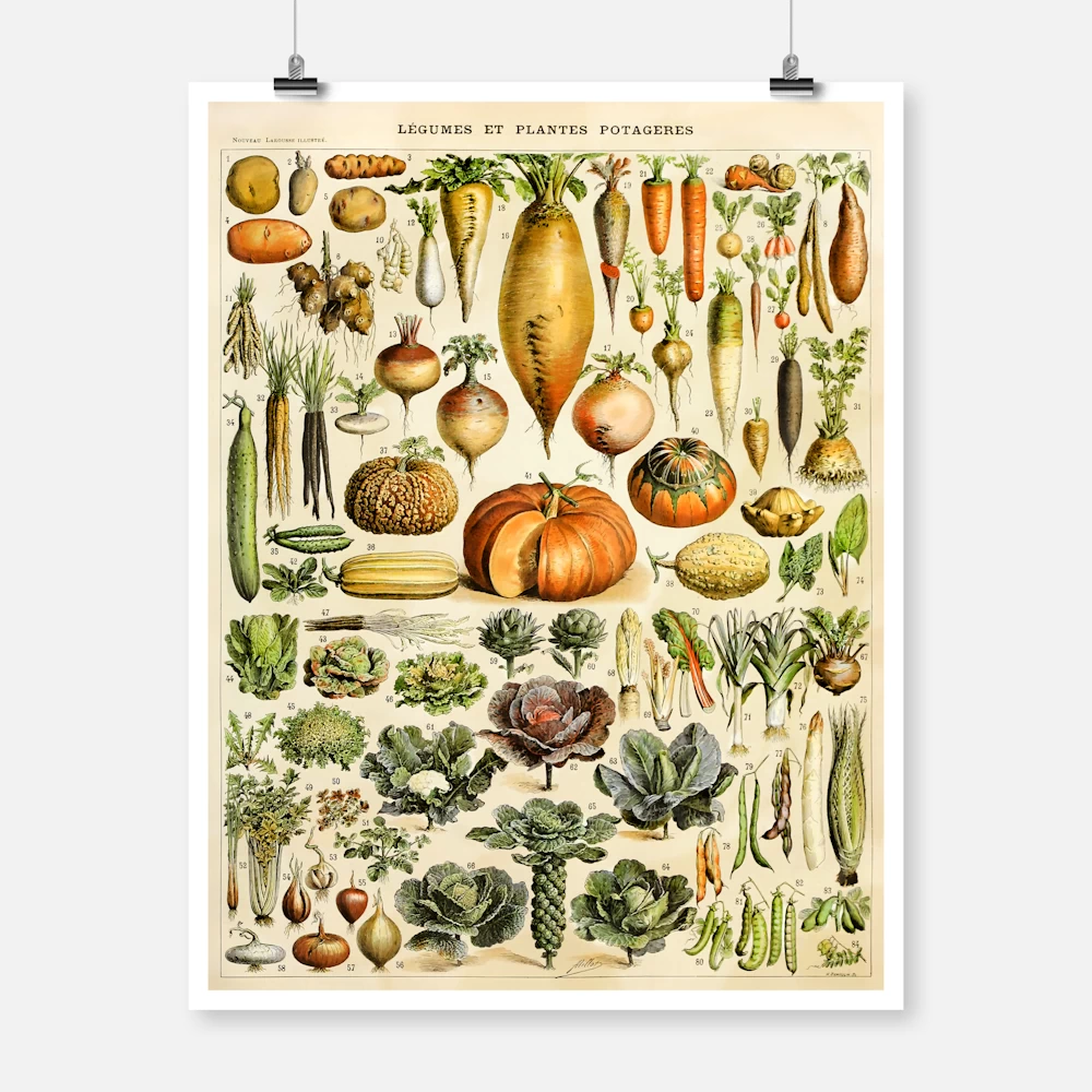 Types of Vegetables Poster