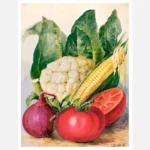 Vegetable Watercolor Illustration Poster