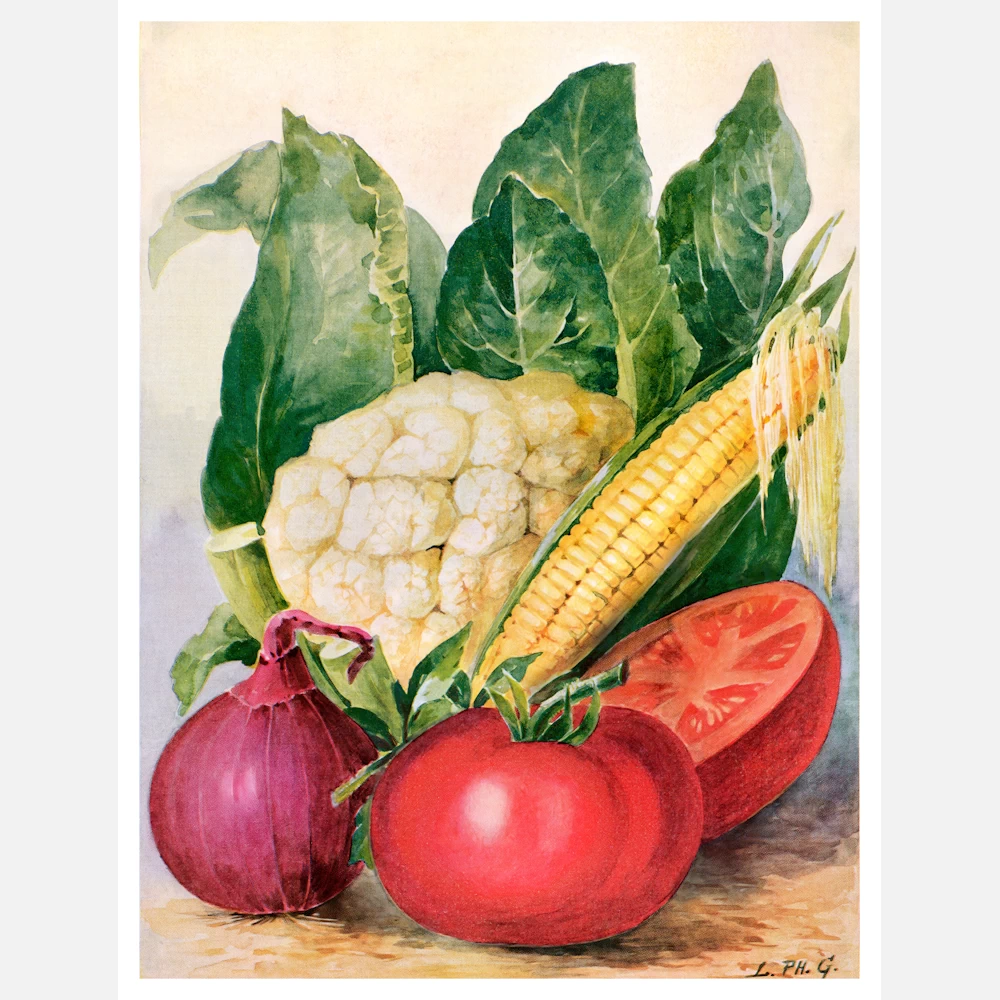 Vegetable Watercolor Illustration Poster