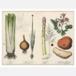 Vegetables and Roots Poster