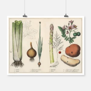 Vegetables and Roots Poster