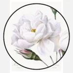 White Bell-Flowered Rose Poster