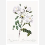 White Bell-Flowered Rose Poster