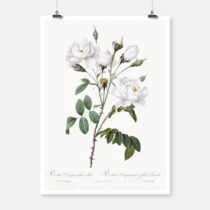 White Bell-Flowered Rose Poster