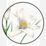 White Lily Poster