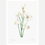 White Lily Poster