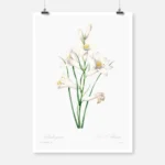 White Lily Poster