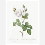 White Moss Rose Poster