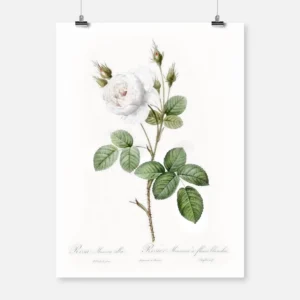 White Moss Rose Poster