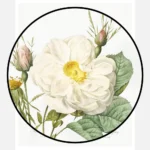 White Rose of York Poster