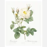 White Rose of York Poster