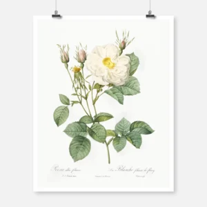 White Rose of York Poster