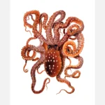 White-Spotted Octopus Poster