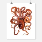 White-Spotted Octopus Poster