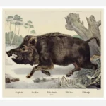 Wild Boar Poster