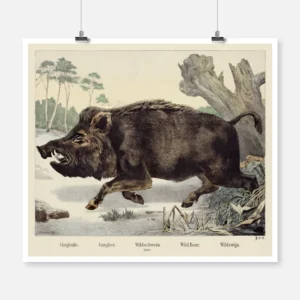 Wild Boar Poster