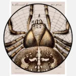 A Garden Spider Shown In The Centre Of Its Web Poster