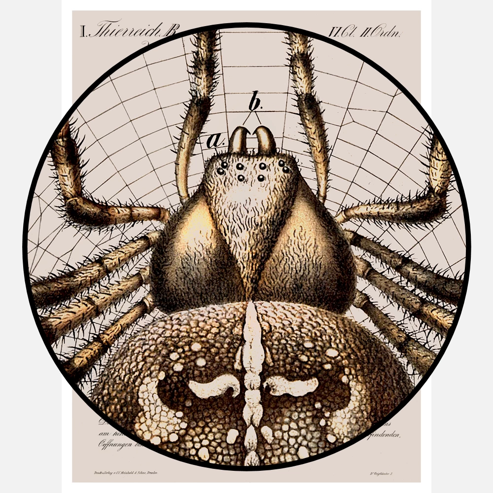 A Garden Spider Shown In The Centre Of Its Web Poster