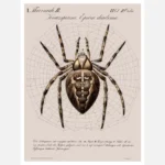 A Garden Spider Shown In The Centre Of Its Web Poster