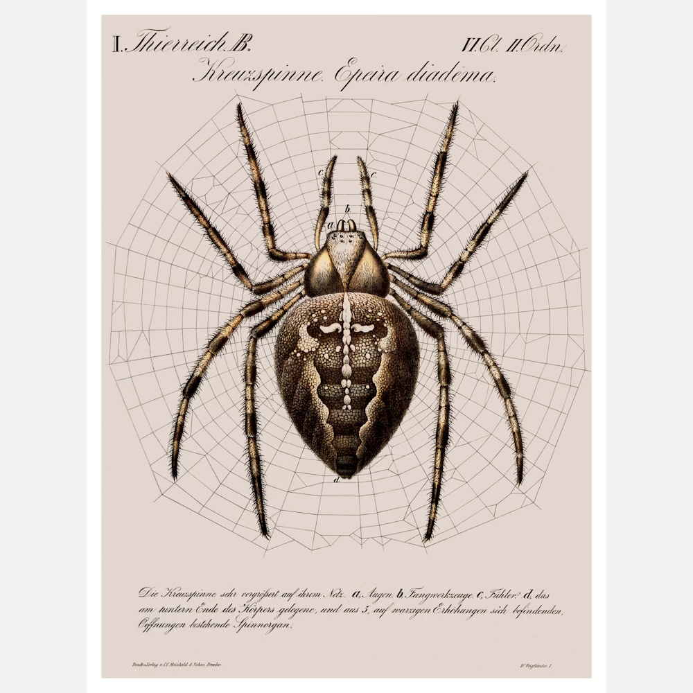 A Garden Spider Shown In The Centre Of Its Web Poster