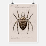 A Garden Spider Shown In The Centre Of Its Web Poster