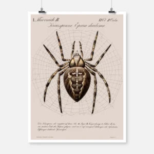 A Garden Spider Shown In The Centre Of Its Web Poster