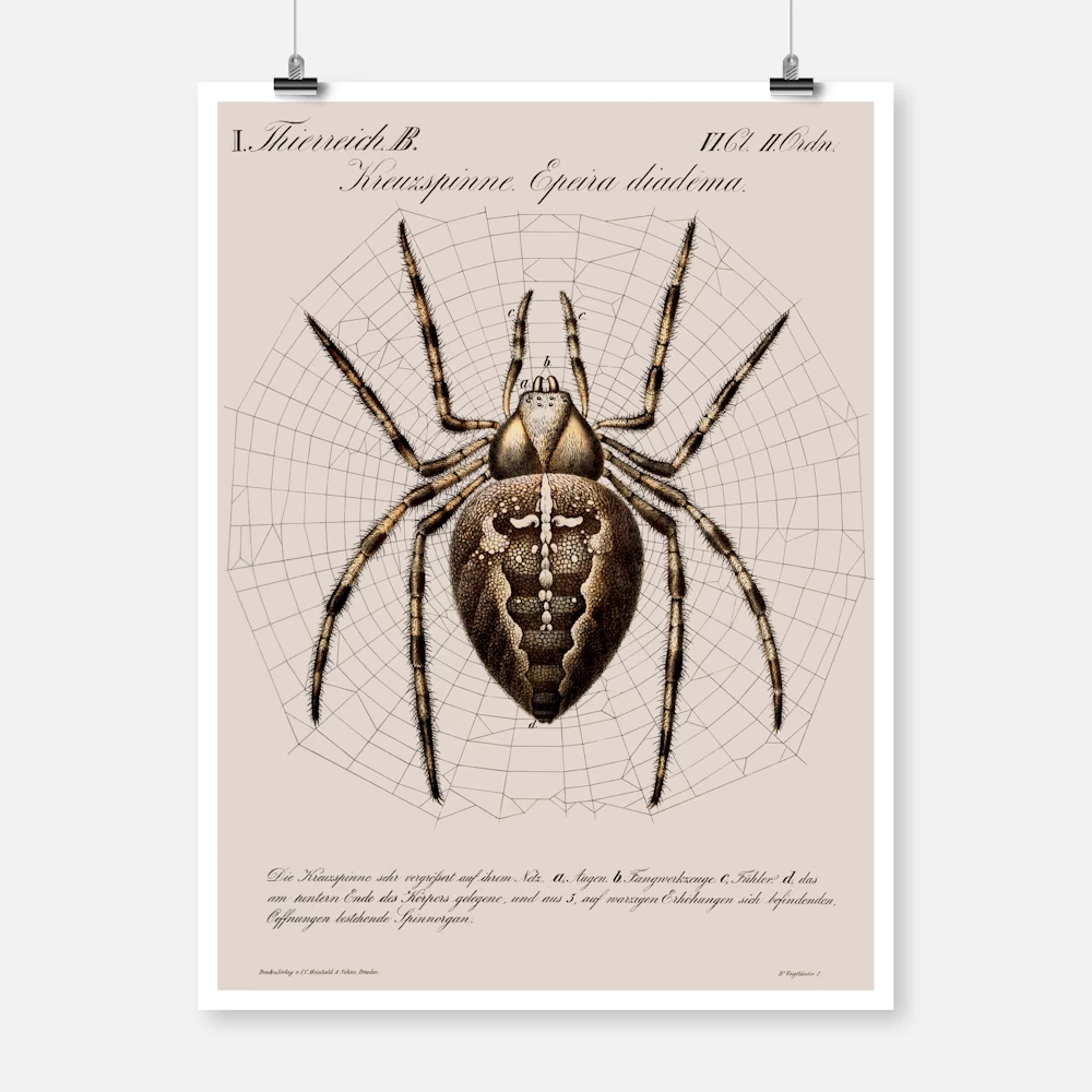 A Garden Spider Shown In The Centre Of Its Web Poster
