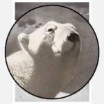 A Polar Bear Seated on Snow Poster