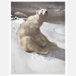 A Polar Bear Seated on Snow Poster