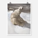 A Polar Bear Seated on Snow Poster