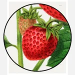 Aardbezien Strawberry Chromolithograph Poster