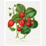 Aardbezien Strawberry Chromolithograph Poster