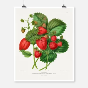 Aardbezien Strawberry Chromolithograph Poster