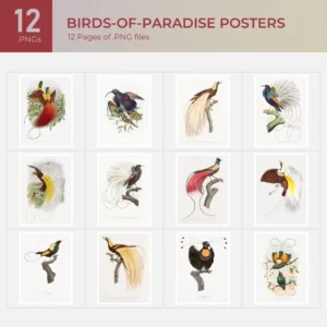 Birds of Paradise Posters Collection