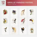 Birds-of-paradise Posters Collection