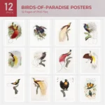 Birds of Paradise Posters Collection