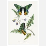 Butterfly Painting Poster