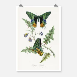 Butterfly Painting Poster