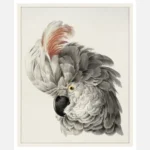 Cockatoo Portrait Poster