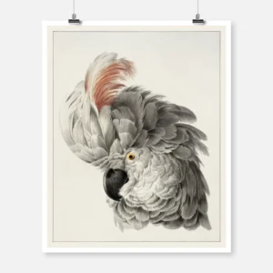 Cockatoo Portrait Poster