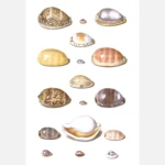 Cowry Shells Poster