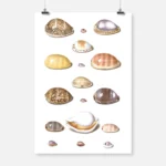 Cowry Shells Poster