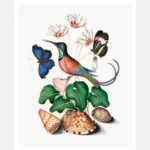 Crimson Topaz Hummingbird Cyclamen Red Postman and Shells Poster