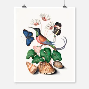 Crimson Topaz Hummingbird Cyclamen Red Postman and Shells Poster