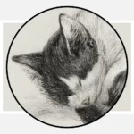 Curled Up Sleeping Cat Poster