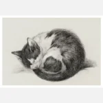 Curled Up Sleeping Cat Poster