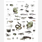 Different Animals Poster